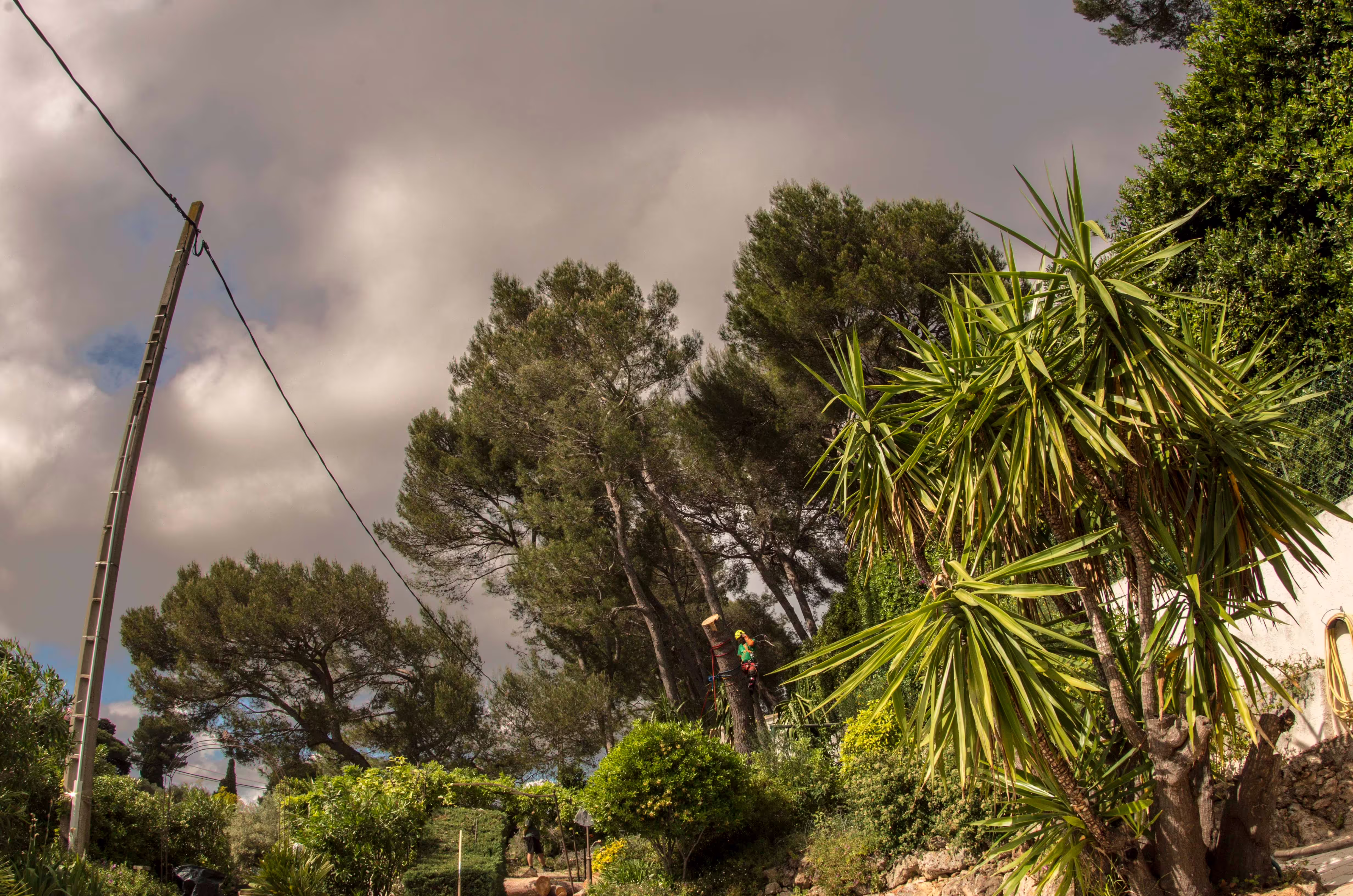 Démontage des derniers tronçons d’un pin d’Alep, avec accès sur longe et griffes. Antibes (06)