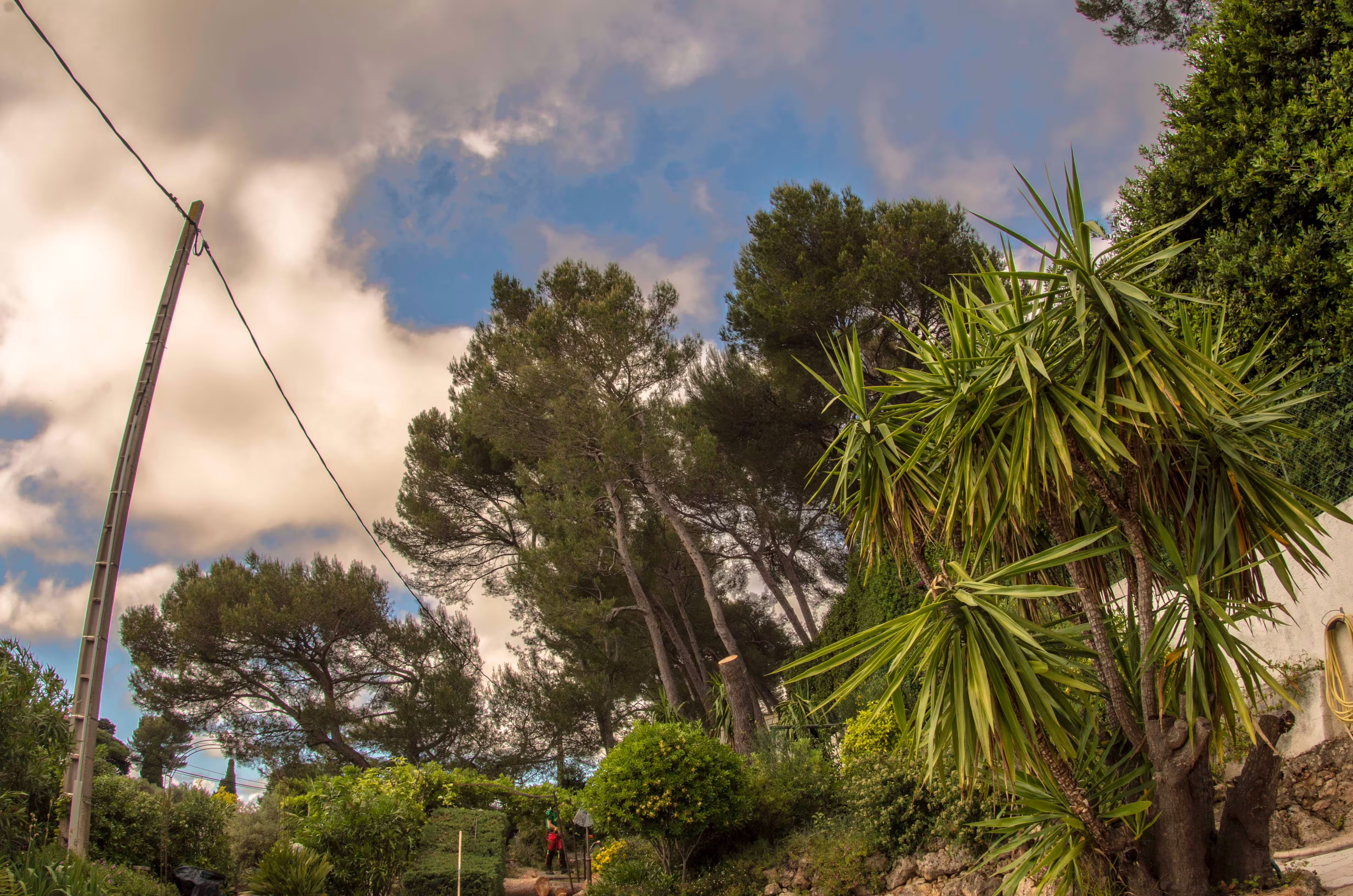 Déséquipement du pin d’Alep après démontage. Antibes (06)