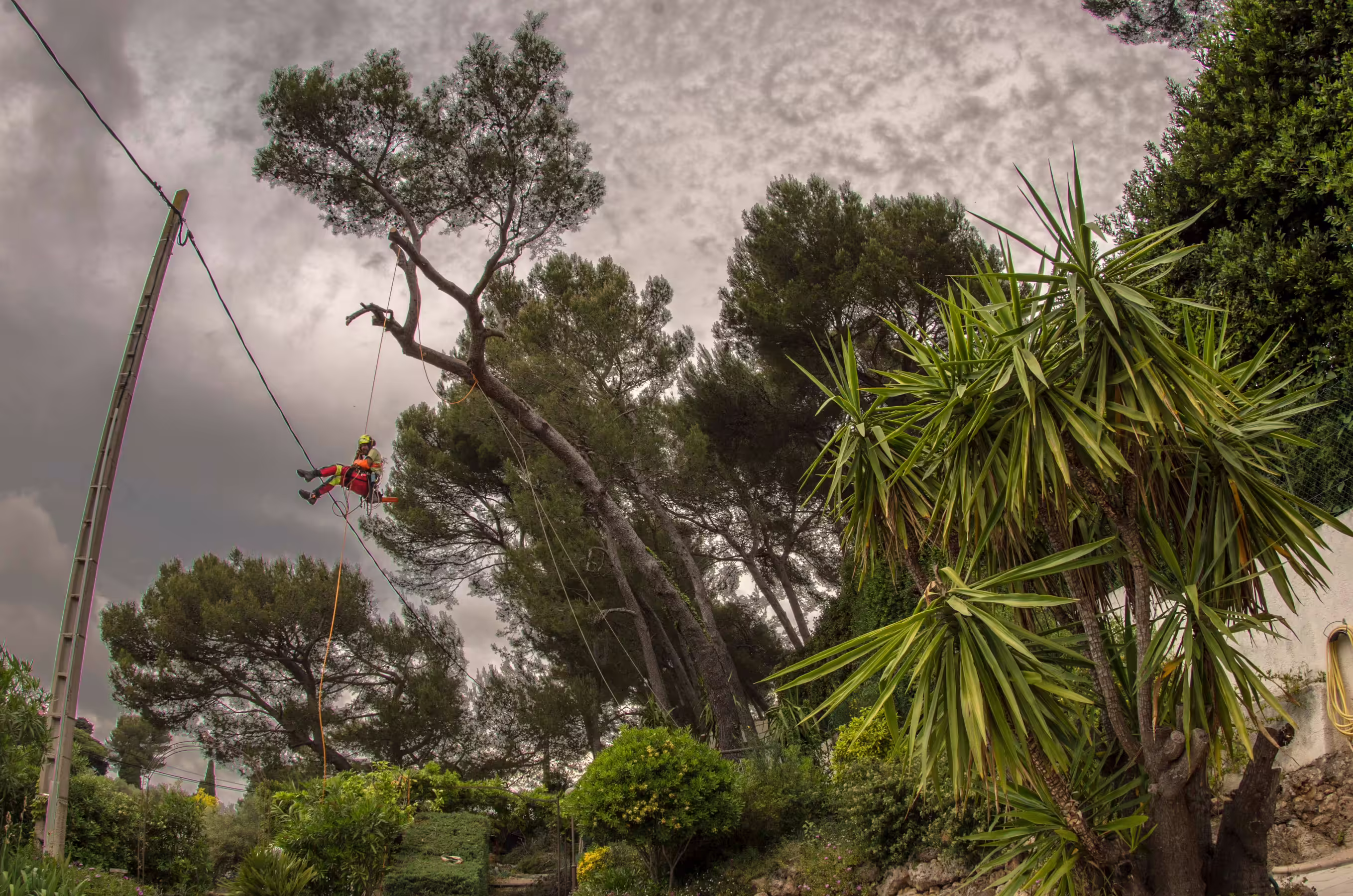 Descente en rappel lors du démontage d’un pin d’Alep. Antibes (06)