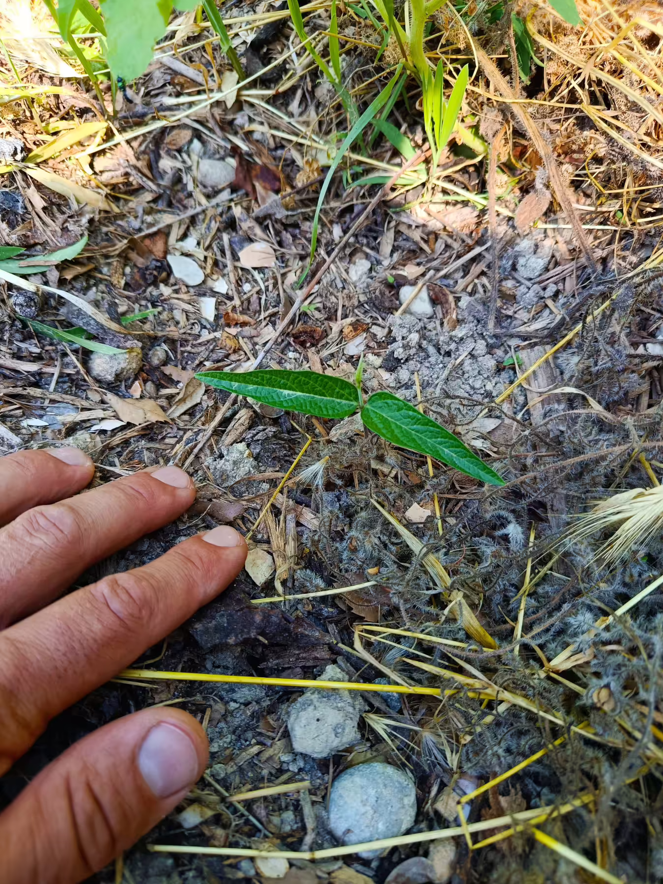 Les apports de matière organique enrichissent le sol et permettent d'améliorer la croissance et la résilience des plantes. Vence (06)