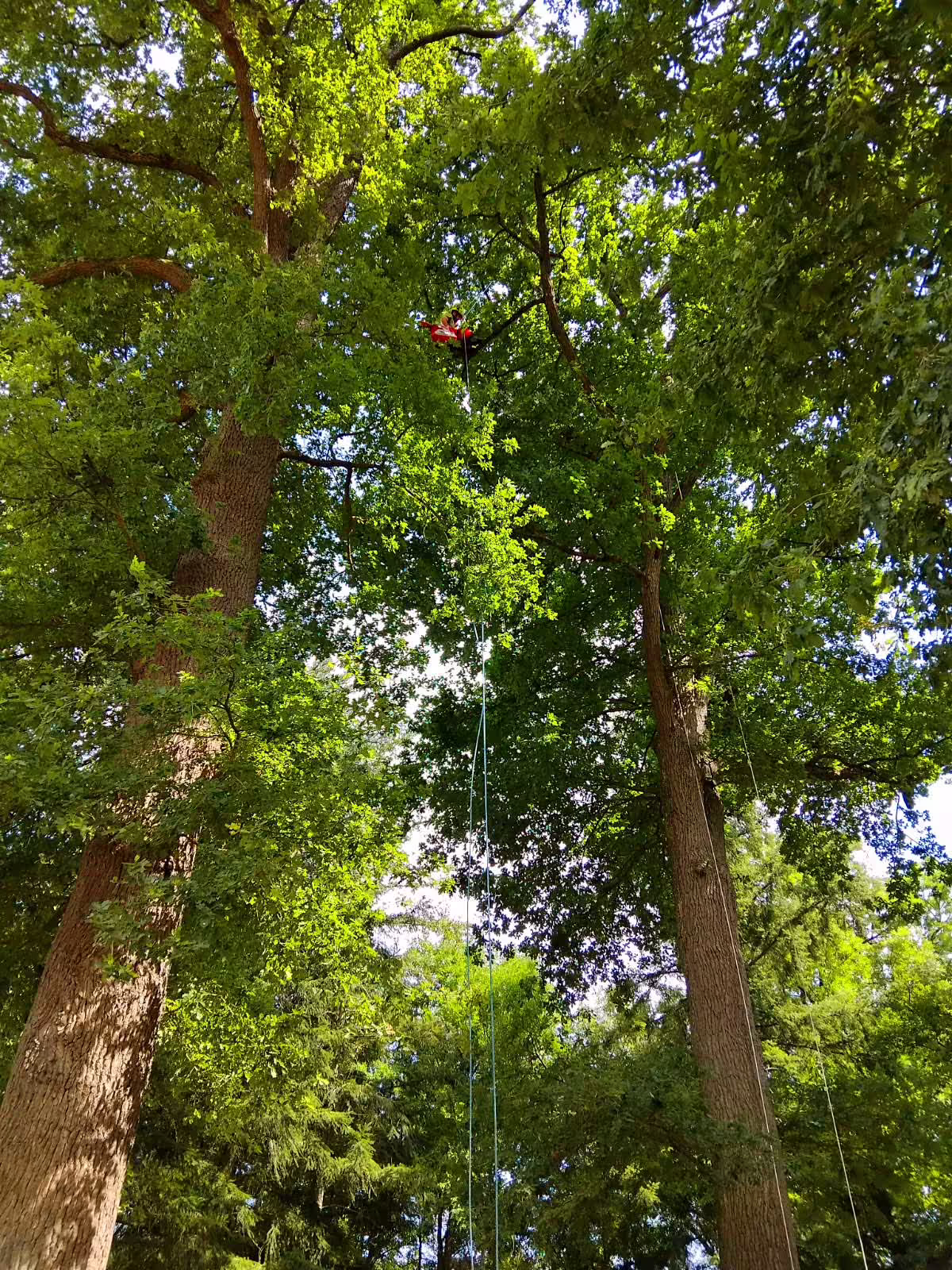 Taille de bois mort et surveillance périodique de grands chênes. Camping de Sauxillanges (63)