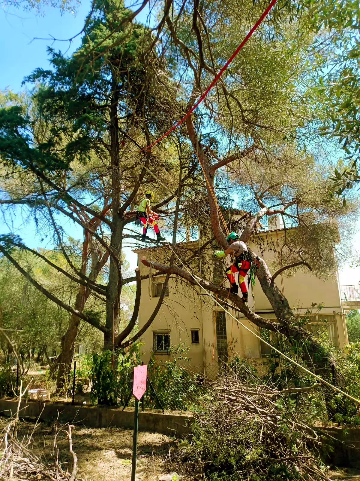 Mise en sécurité vis-à-vis du risque incendie par suppression des branches basses de pins et cyprès. Mont-Boron, Nice (06)