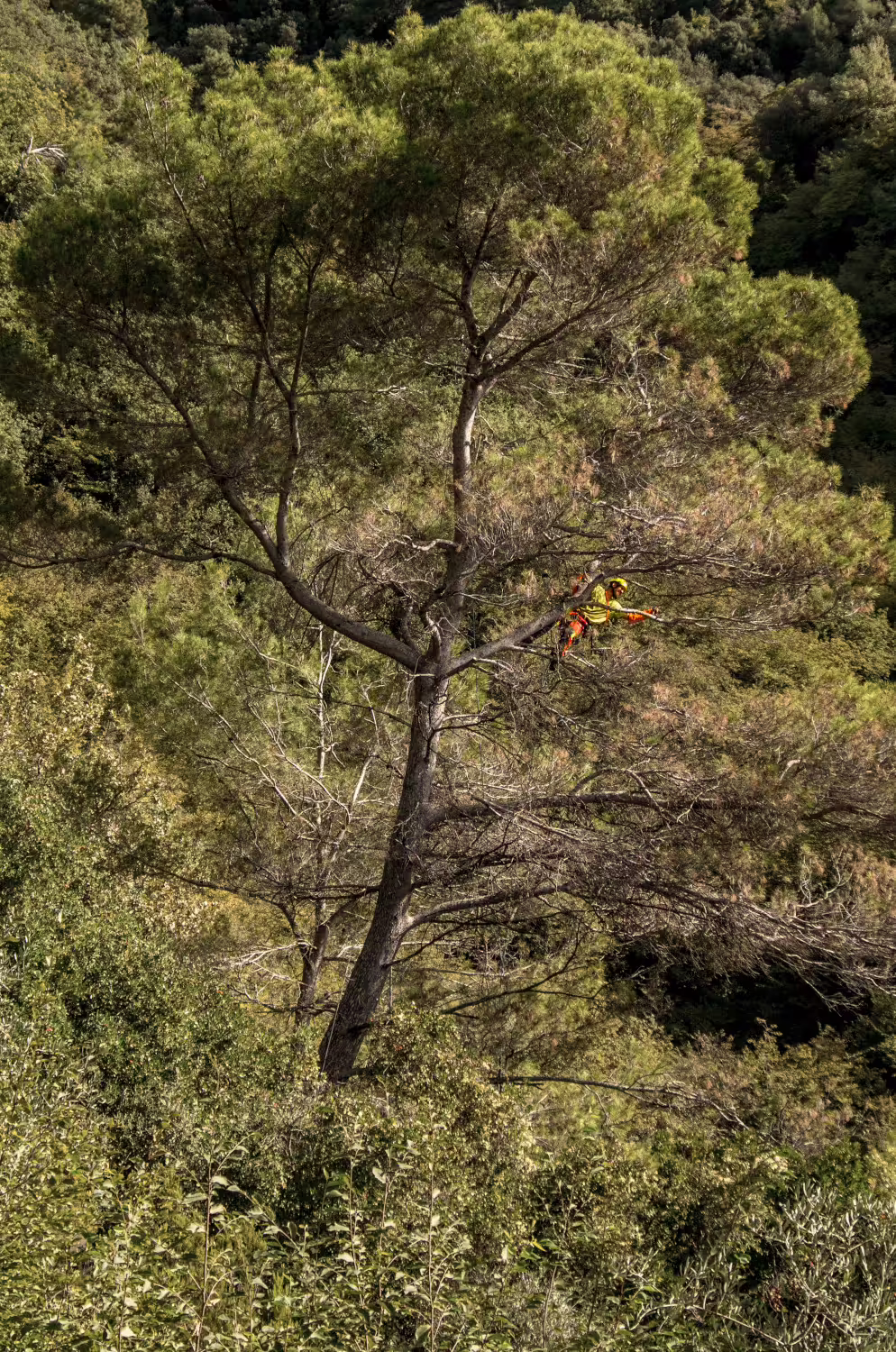 Suppression de branches mortes a la scie dans un pin d'Alep à Castagniers (06)