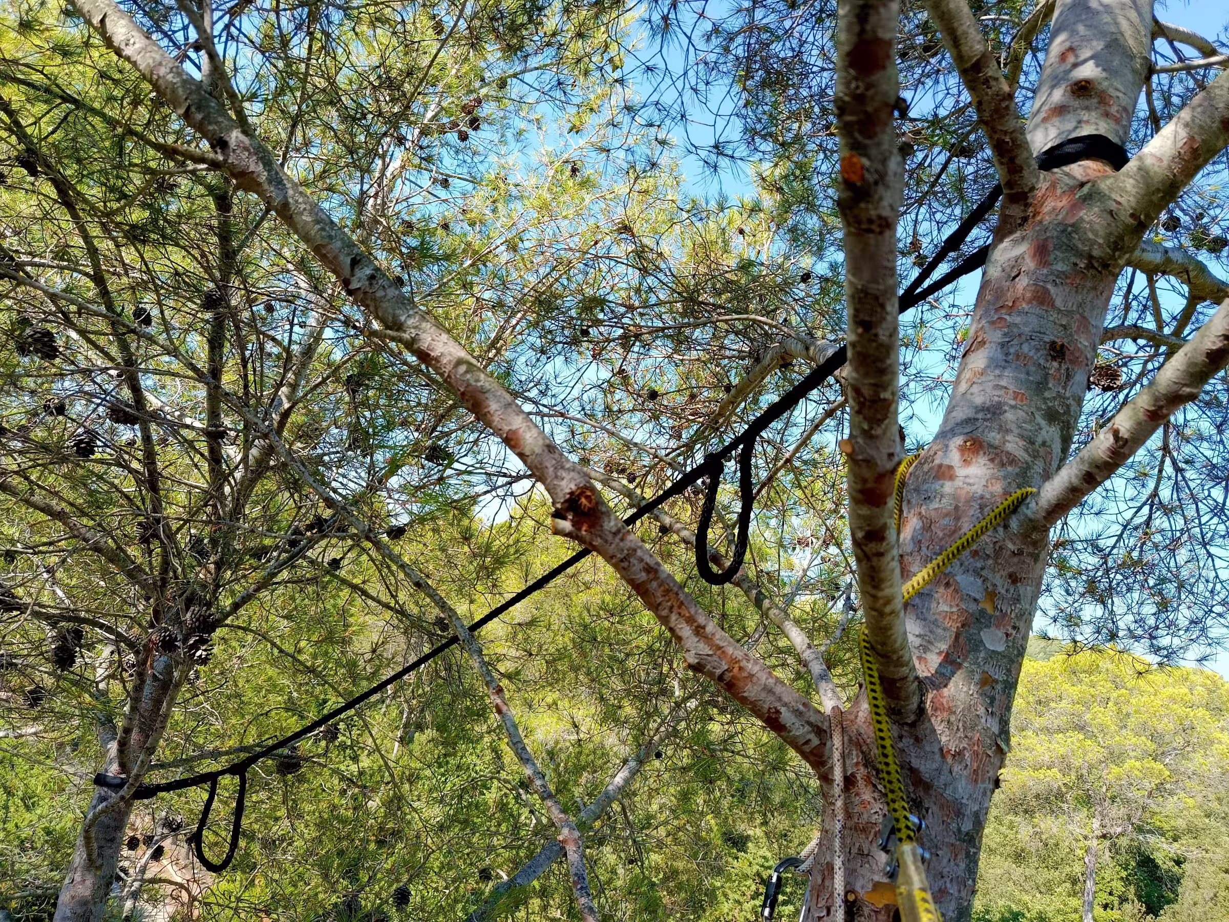 Le hauban dynamique permet d'éviter les dégâts en cas de rupture, sans s'opposer à la consolidation du bois. Valbonne (06)
